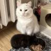Cat Protector