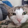 Cat Face 2