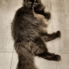 Fluff
