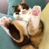 Cat Feet