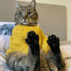 Sweater Cat