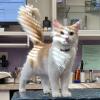 Shenanigans Cat