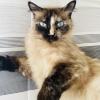 Cat Blue Eyes 1
