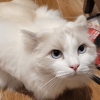 Annoyed Snowflake