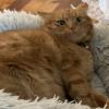 Cat Face 10