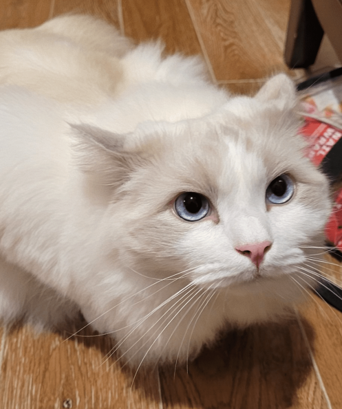 Annoyed Snowflake