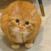 Chonk