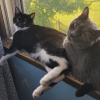 Window Cats
