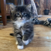 Prancing Kitten