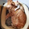 Catnaps