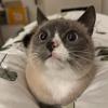 Cat Face 20
