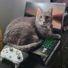 Gamer Cat