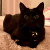 Black Cat 1