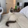 Bluepoint Ragdoll