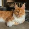 Harold Cat