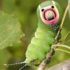Puss Moth 1 Caterpillar