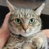 Stunning Cat