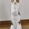 Cat Standing