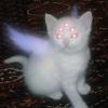 Cat Angel