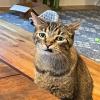 Cat Tooth Removed