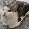 Zelda Cat