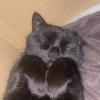 Susi Cat