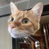 Cat Head