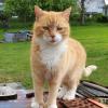 Bigfoot Cat