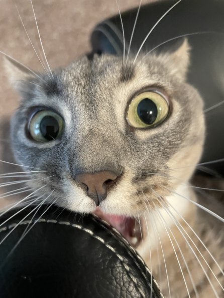 Funny Cat