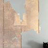 Tracy's Cat
