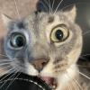 Funny Cat