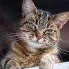 Garage Cat