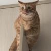Stuck Cat