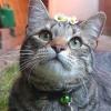 Daisy Cat
