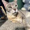Old Shelter Cat