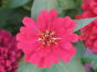 Flower9